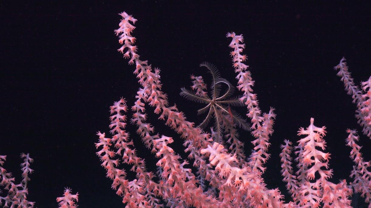 Image of pink coral in the deep sea