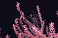 pink coral in the deep sea