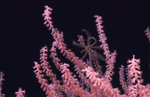 pink coral in the deep sea