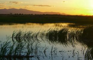 Wetlands